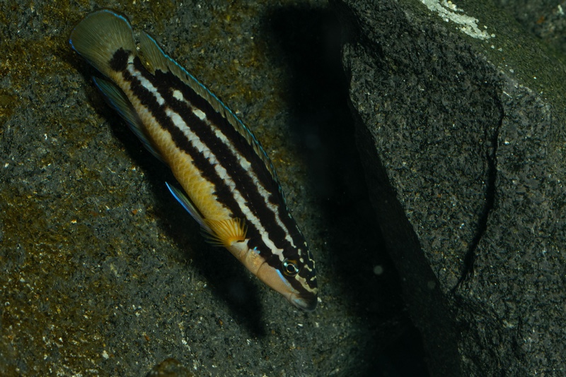 Julidochromis sp. 'ornatus uvira' Uvira
